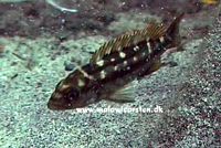 Melanochromis baliodigma Chiofu (Tidligere xanthodigma)